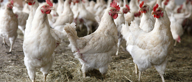 Klimatisering inom fjäderfäuppfödning-Trotec