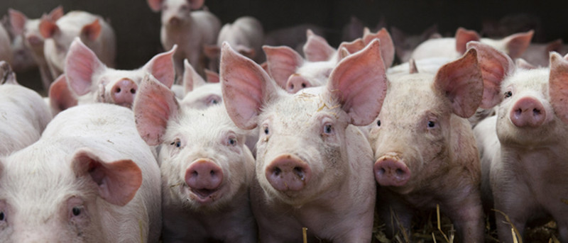 Luftavfuktning inom grisuppfödning-Trotec